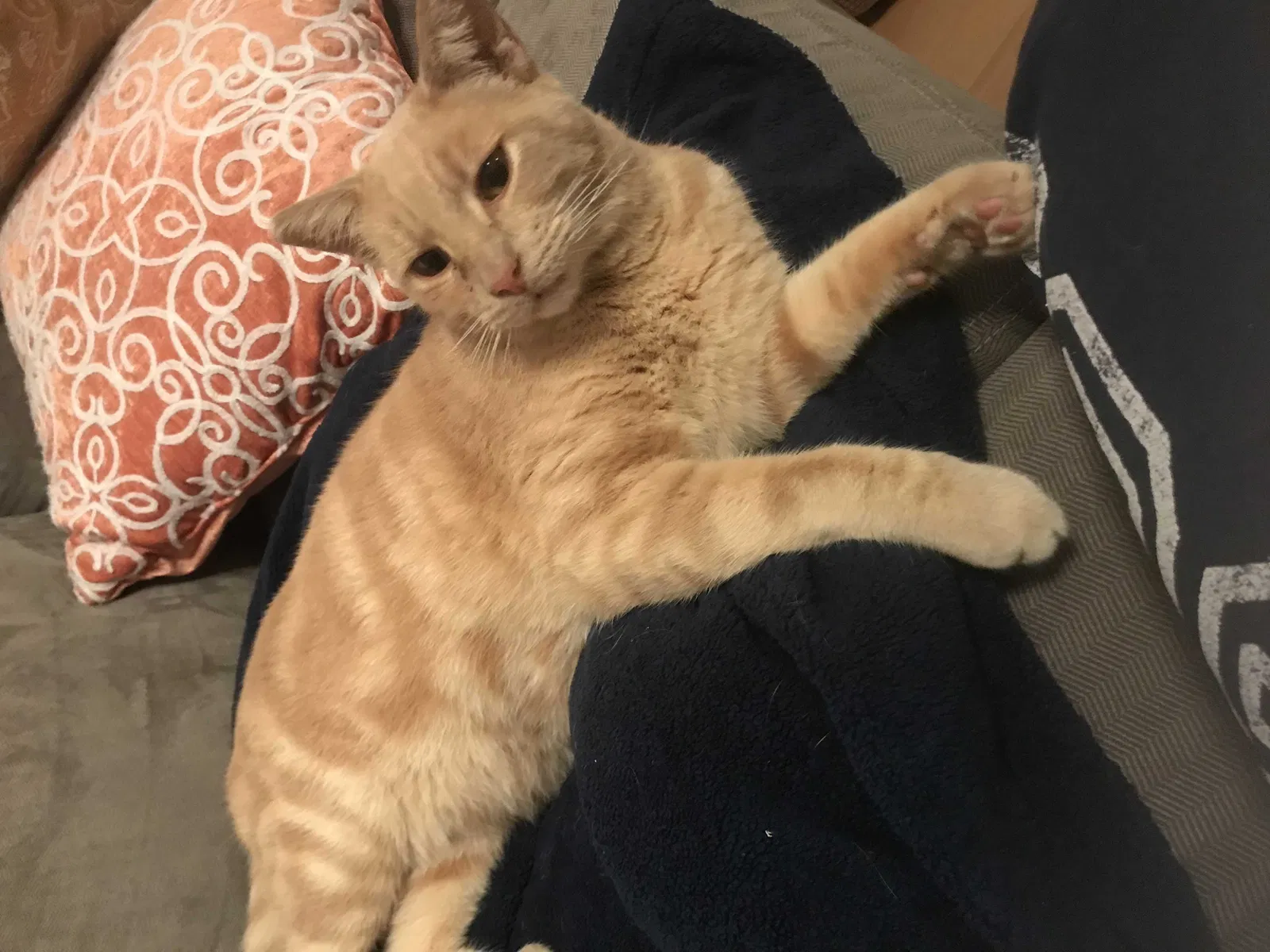 Lost cat in Carson, CA, 90745