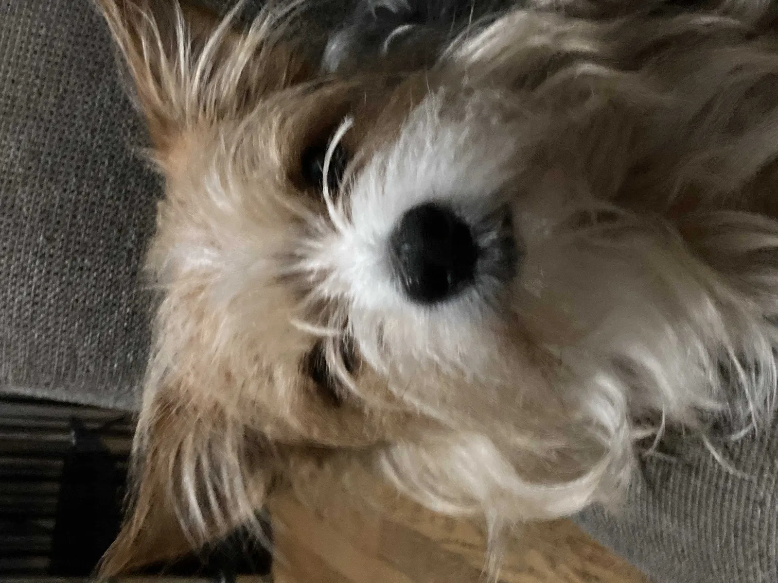 Lost dog in Chicago, IL, 60632