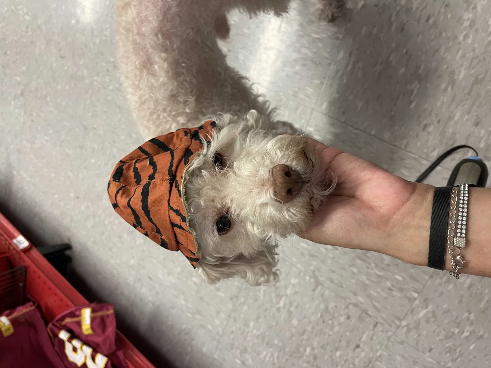 Lost dog in Phoenix, AZ, 85035