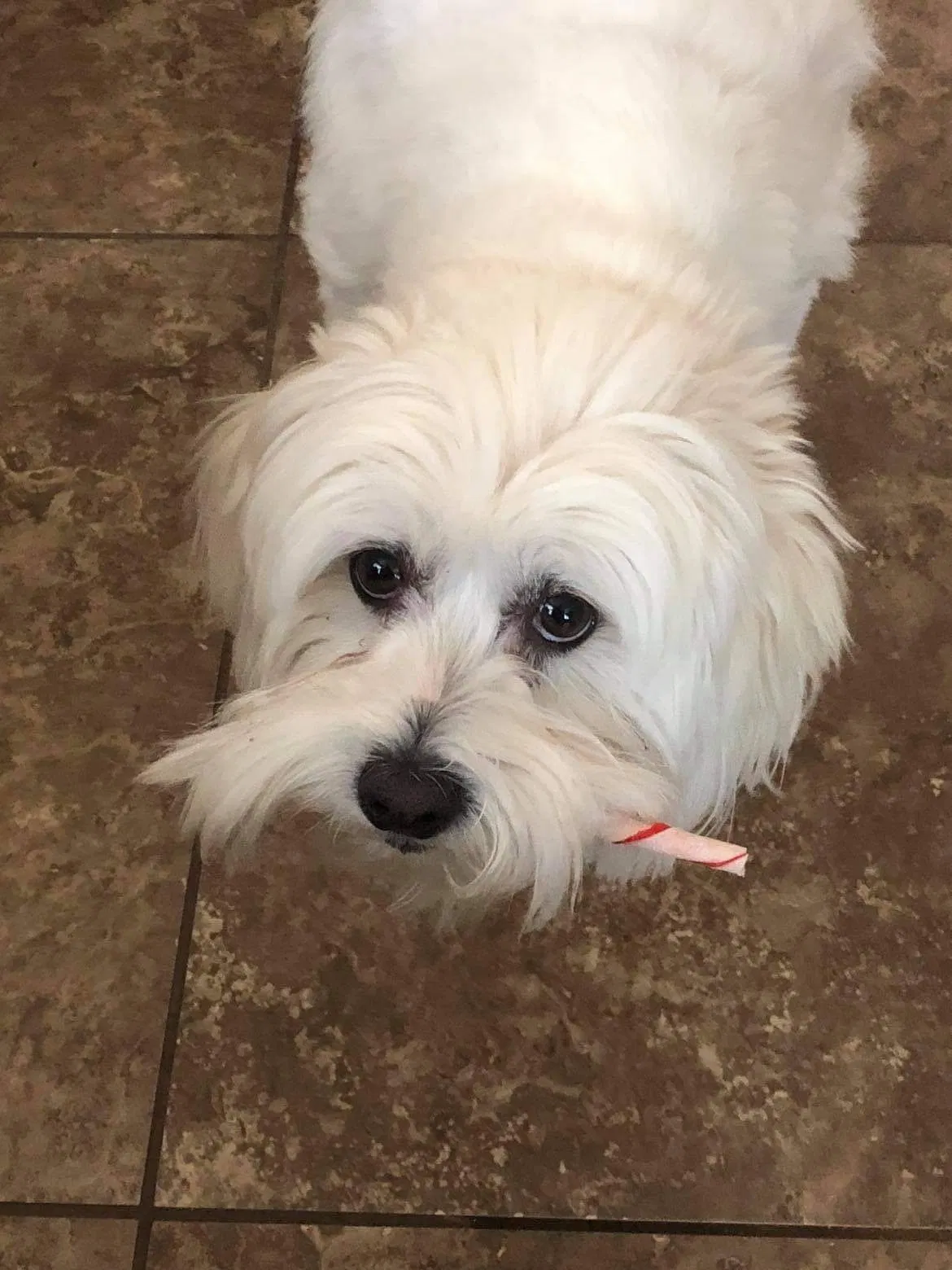 Lost dog in Phoenix, AZ, 85033