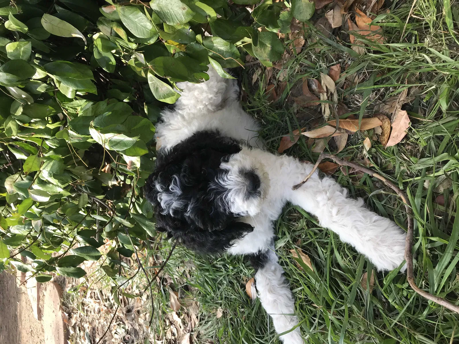 Lost dog in Tarzana, CA, 91356