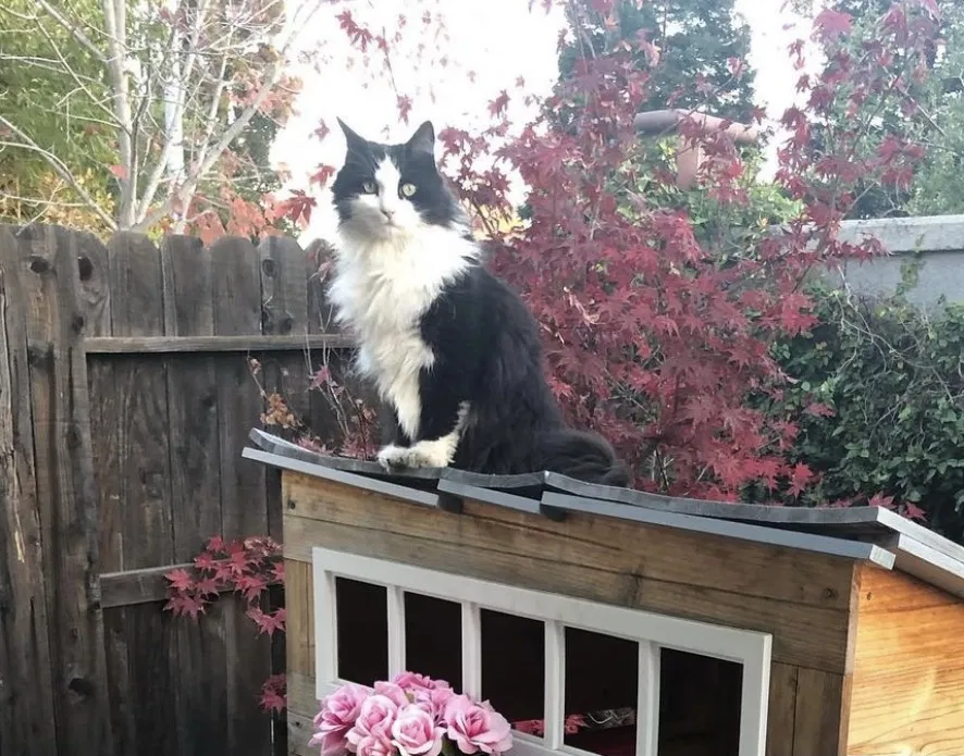 Lost cat in Roseville, CA, 95747