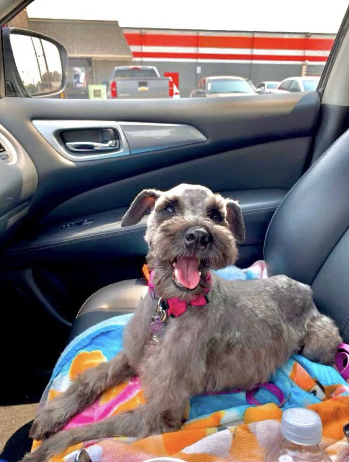 Lost dog in Fresno, CA, 93723