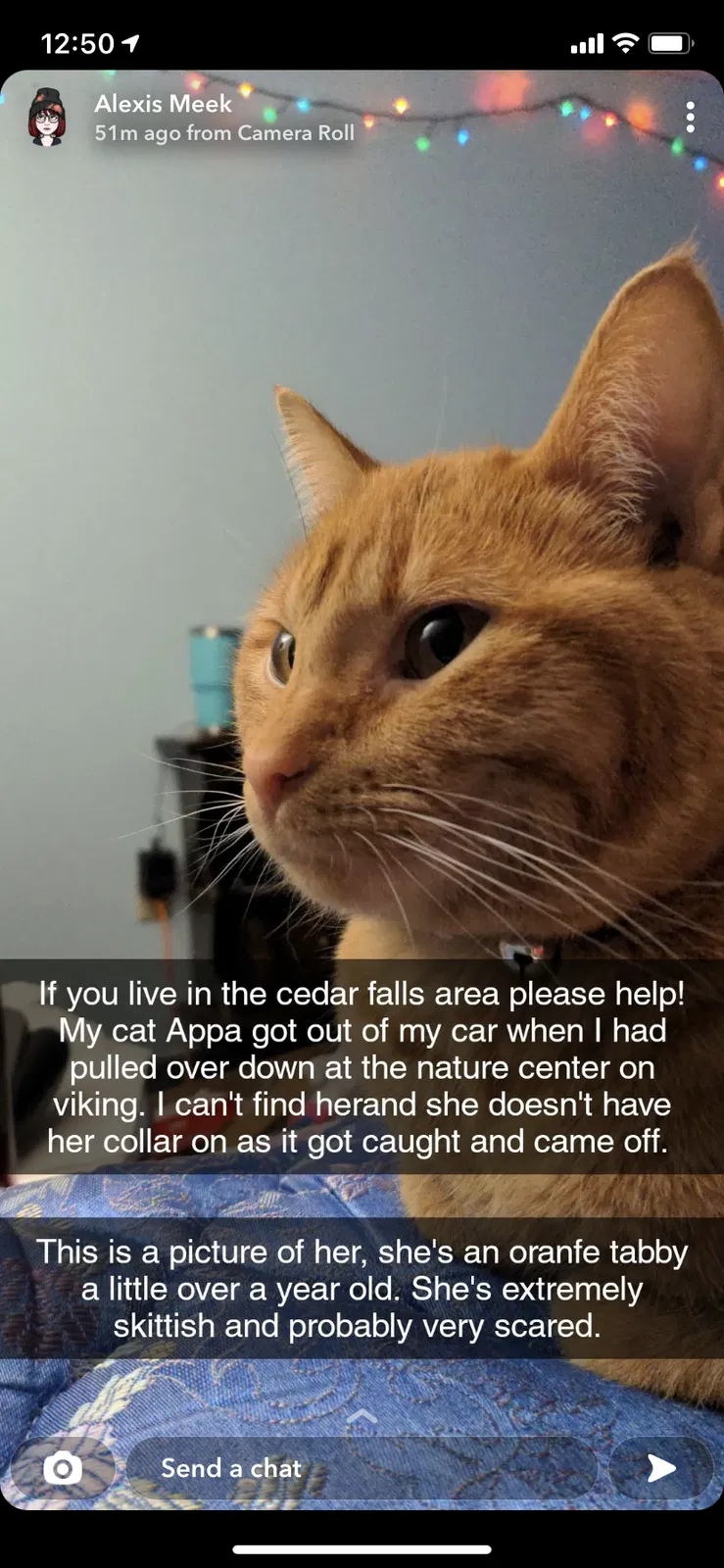 Lost cat in Cedar Falls, IA, 50613