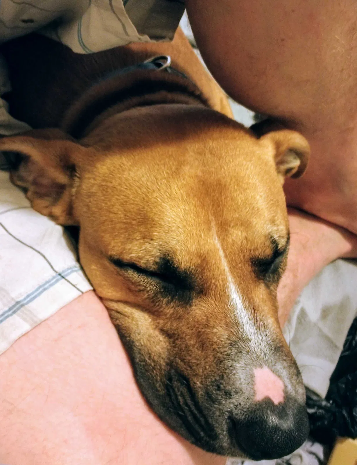 Lost dog in Jasper, TN, 37347