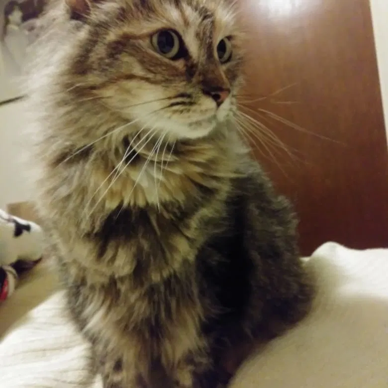 Lost cat in Angwin, CA, 94508