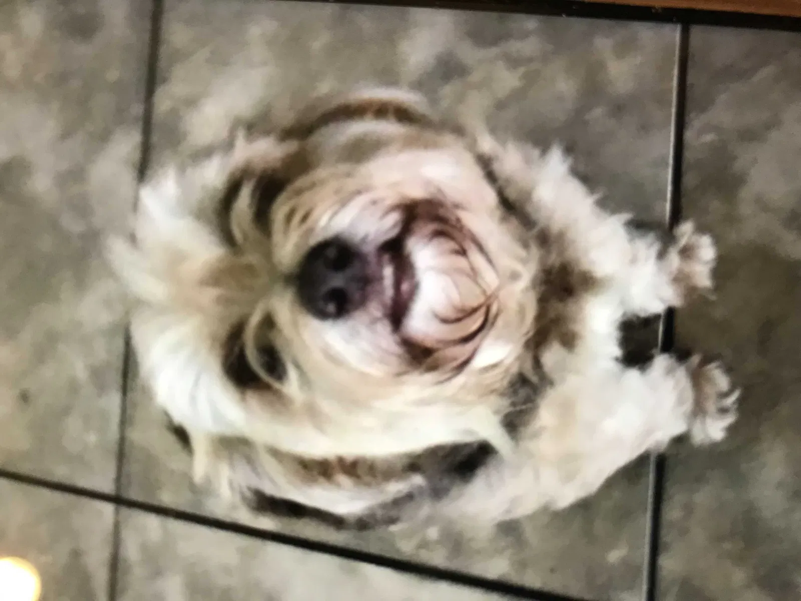 Lost dog in San Antonio, TX, 78240