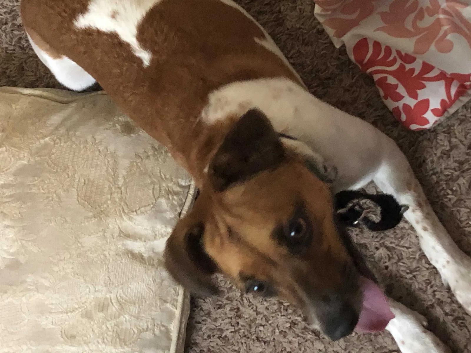 Lost dog in Chicago Heights, IL, 60411