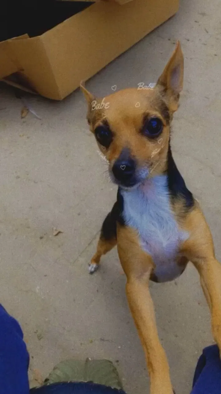 Lost dog in Aurora, CO, 80011