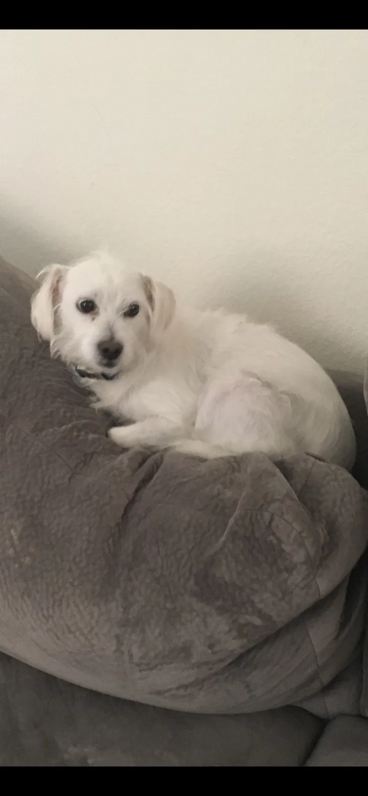 Lost dog in Las Vegas, NV, 89148