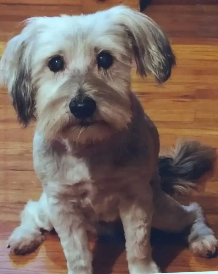 Lost dog in Ashland City, TN, 37015