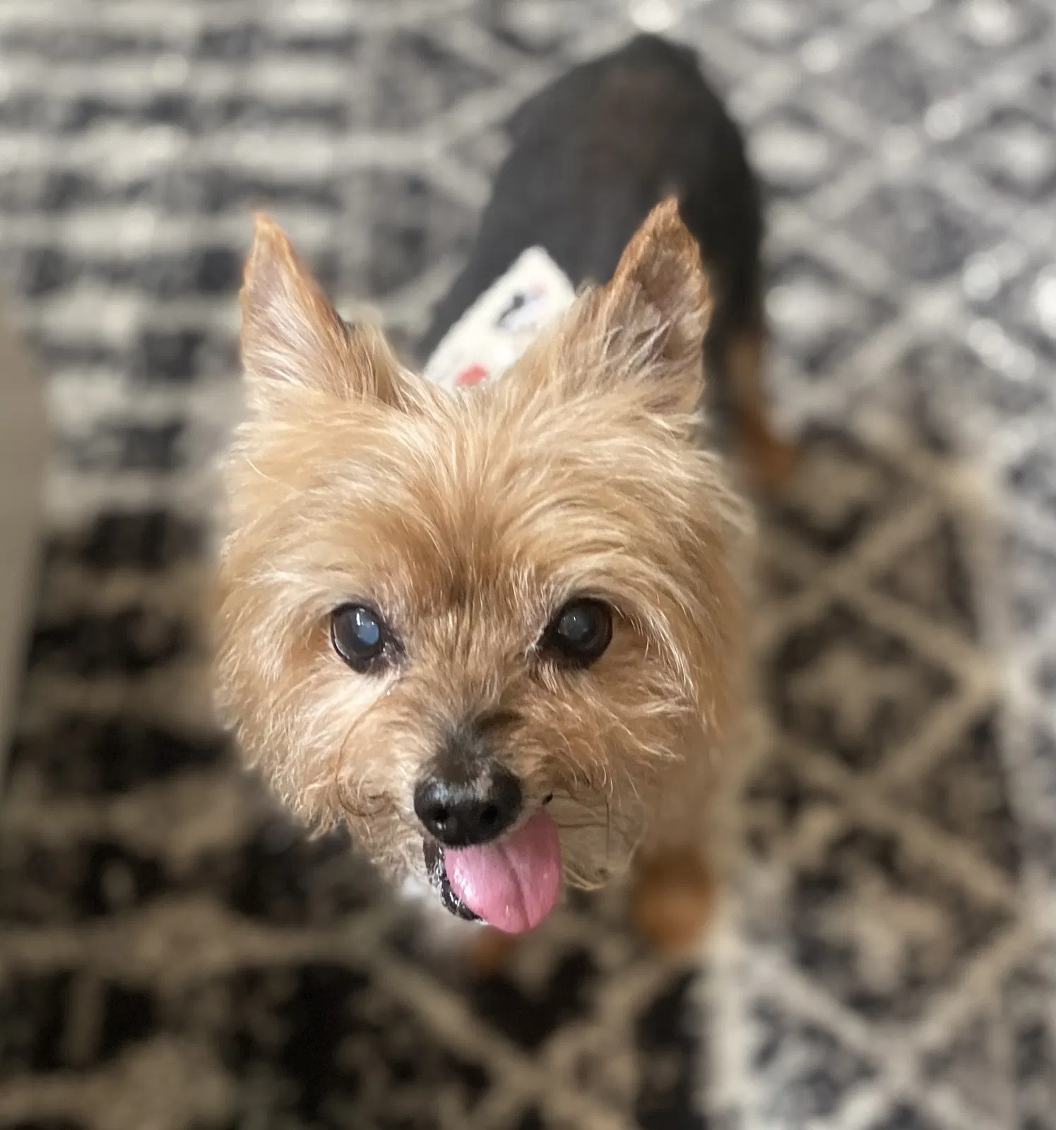 Lost dog in Denver, NC, 28037