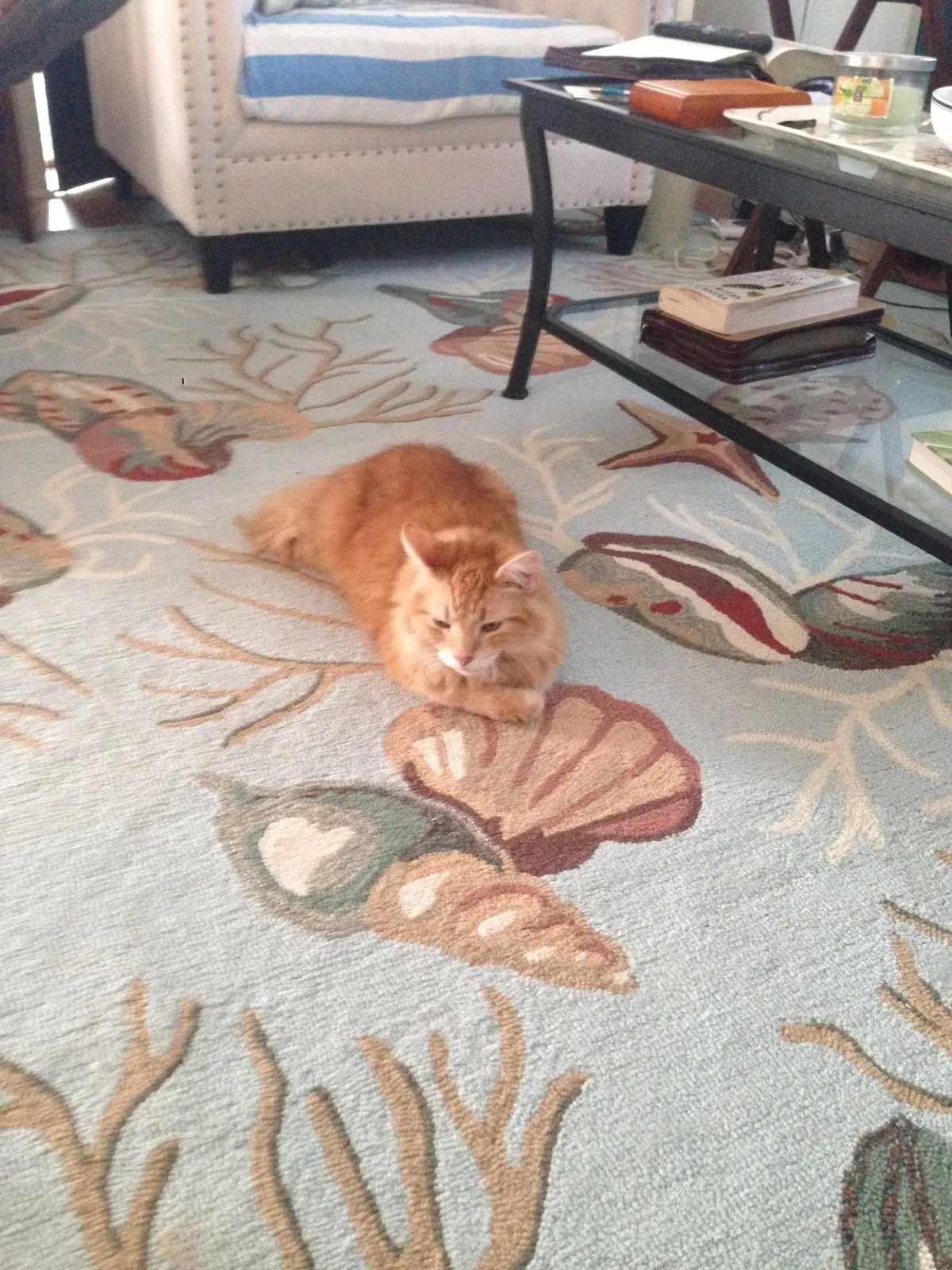 Lost cat in New Port Richey, FL, 34653