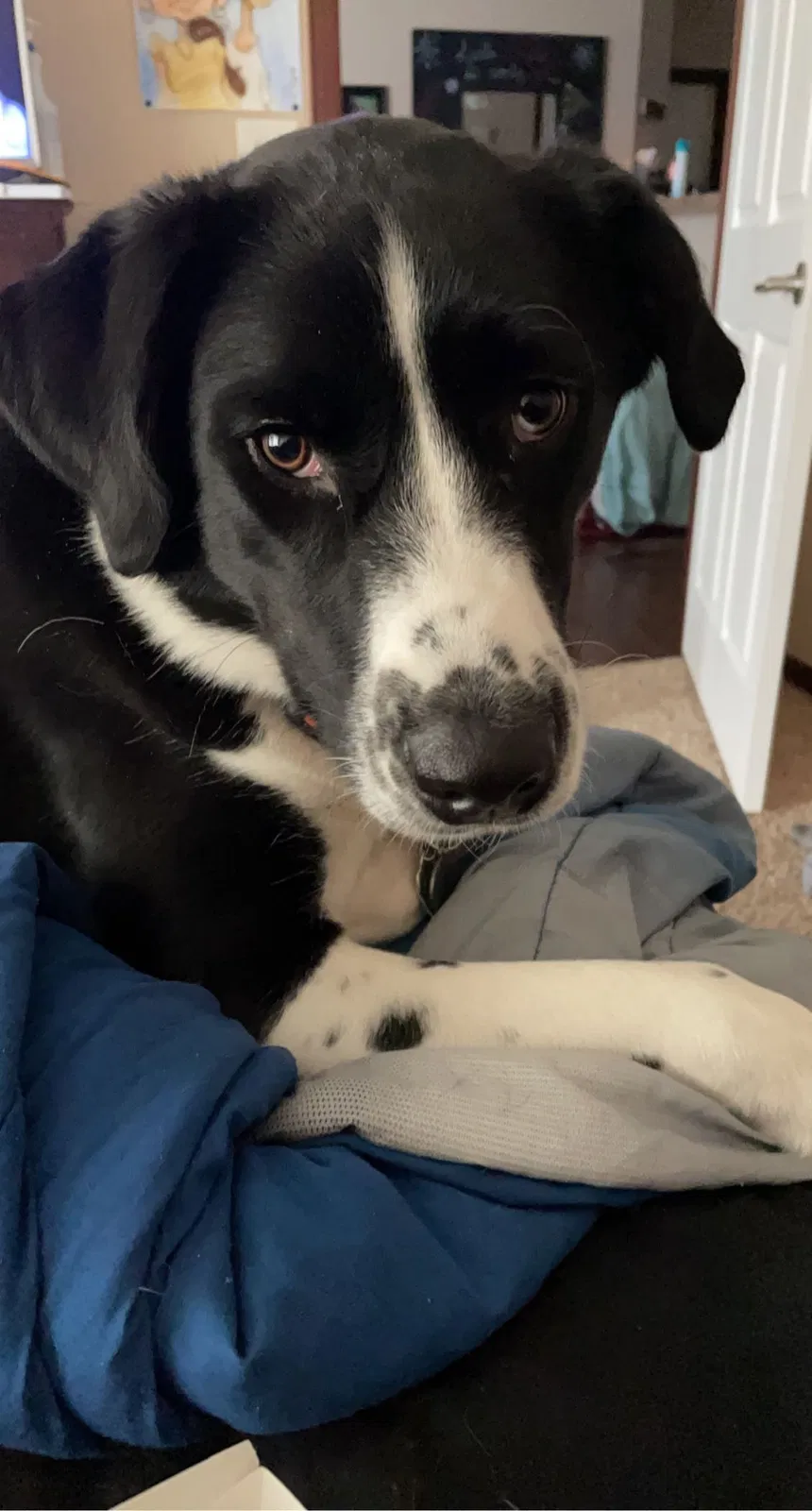Lost dog in Des Moines, IA, 50317