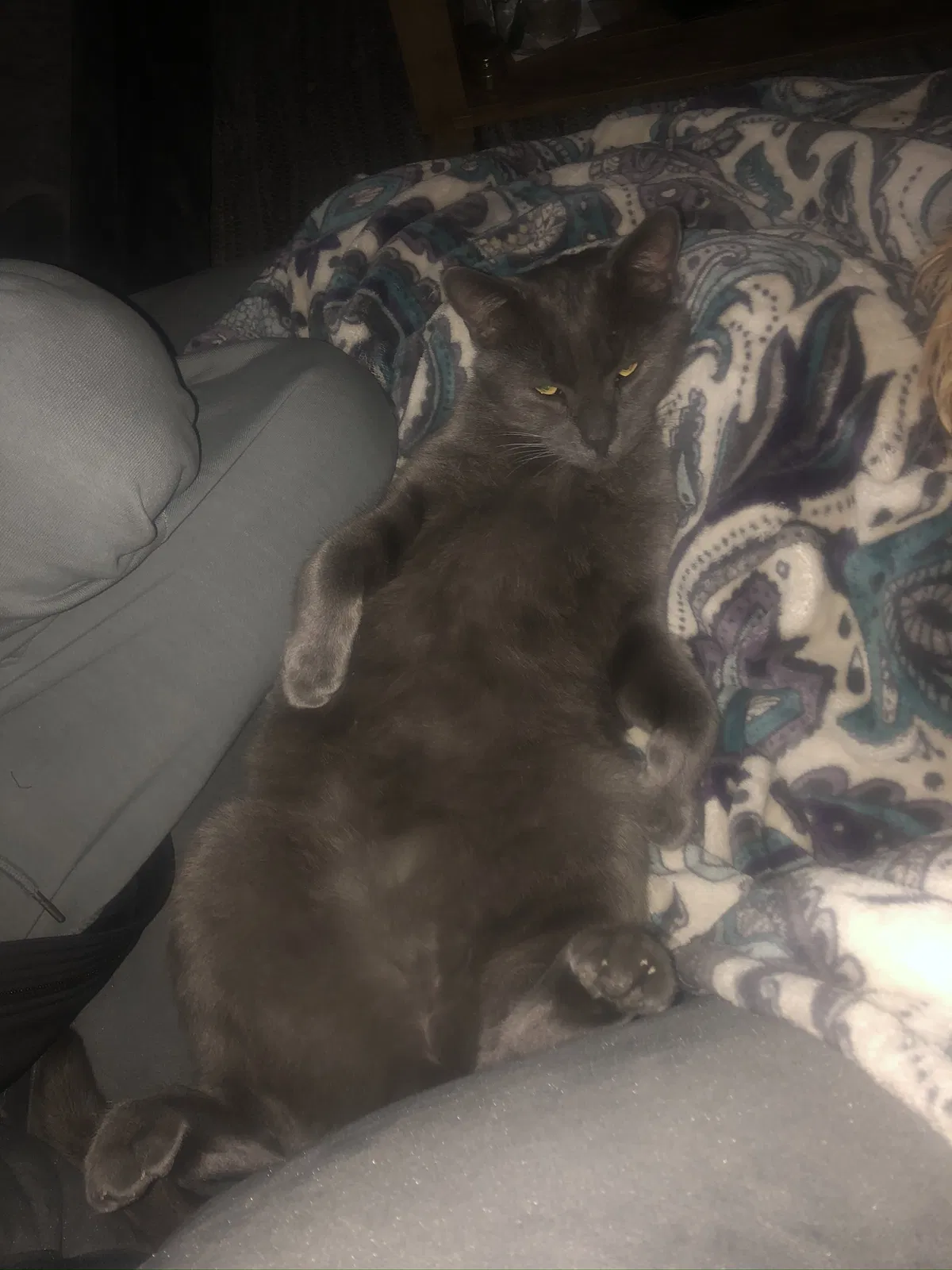 Lost cat in Las Vegas, NV, 89144