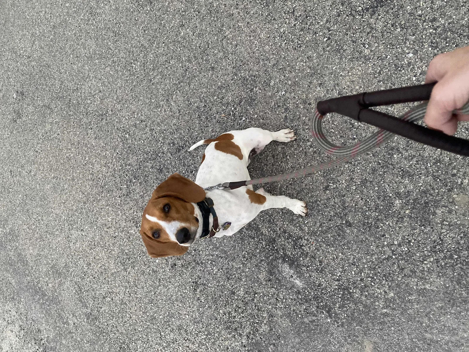 Lost dog in Donnellson, IA, 52625