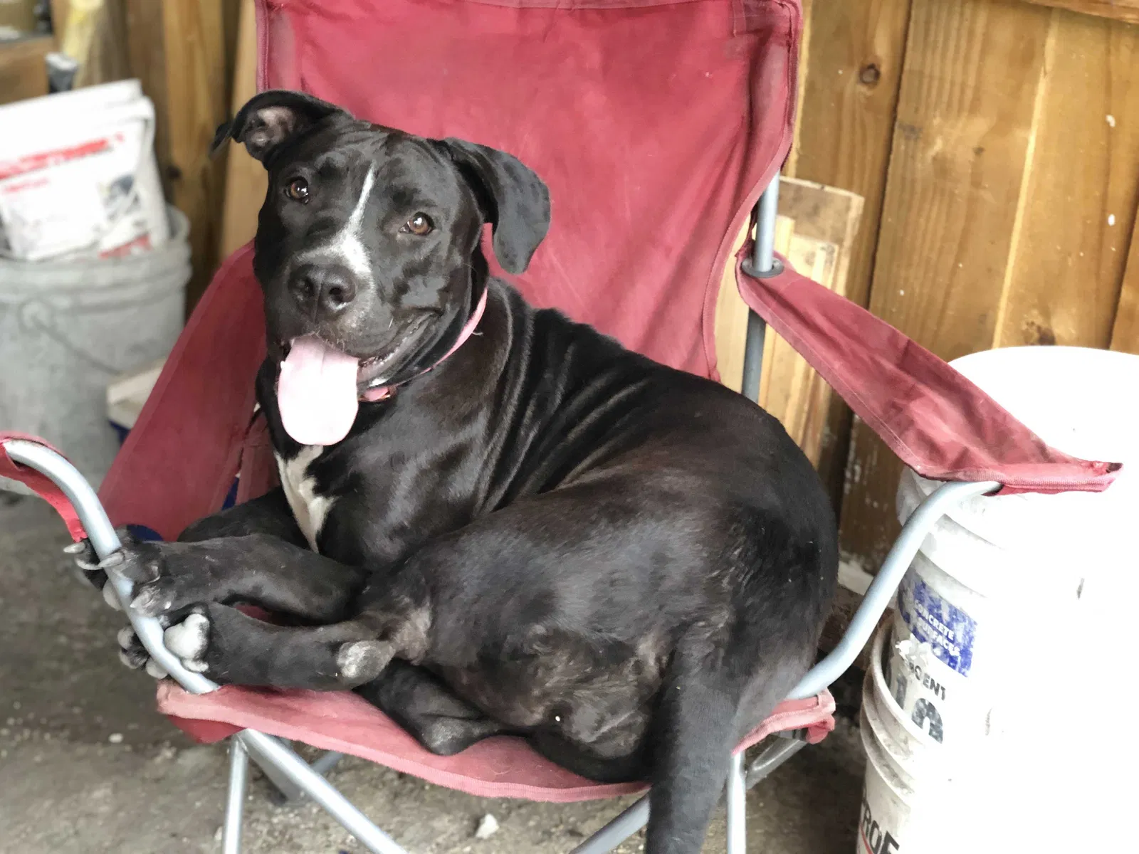Lost dog in West Palm Beach, FL, 33406