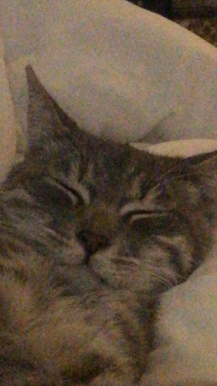 Lost cat in Pollock Pines, CA, 95726