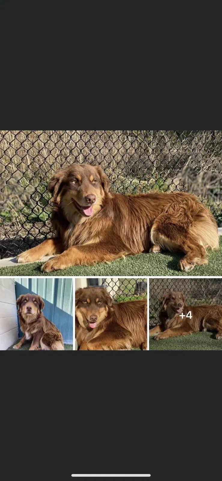 Lost dog in Pacific, MO, 63069