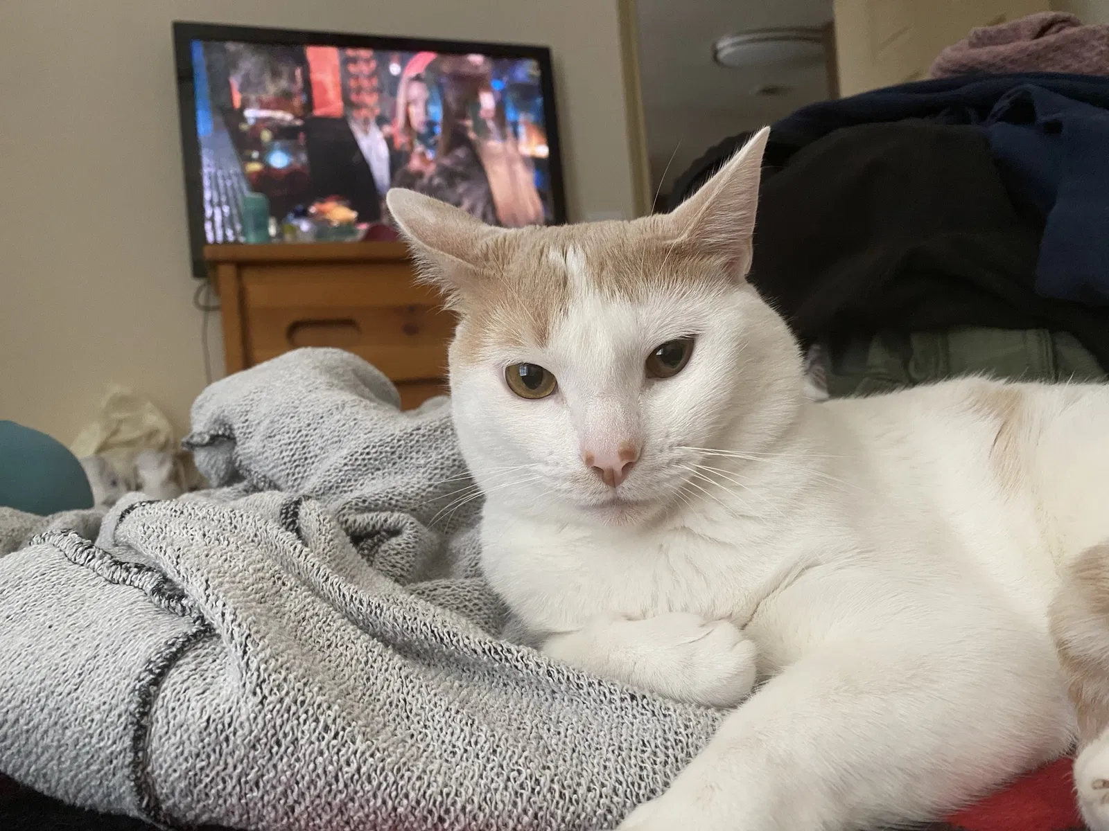 Lost cat in Helotes, TX, 78023