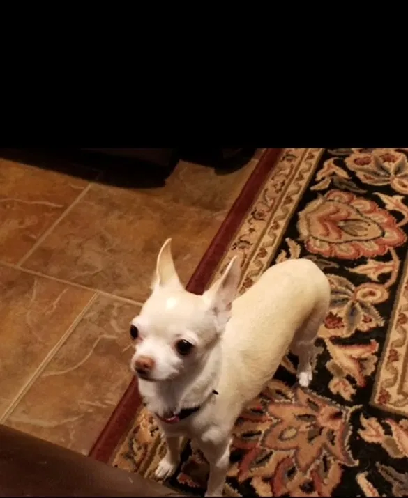 Lost dog in Abilene, TX, 79606