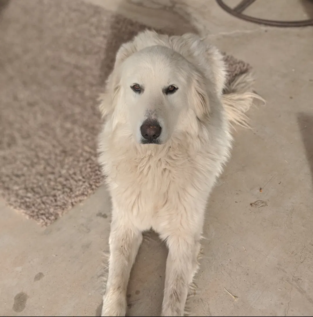Lost dog in Phoenix, AZ, 85083