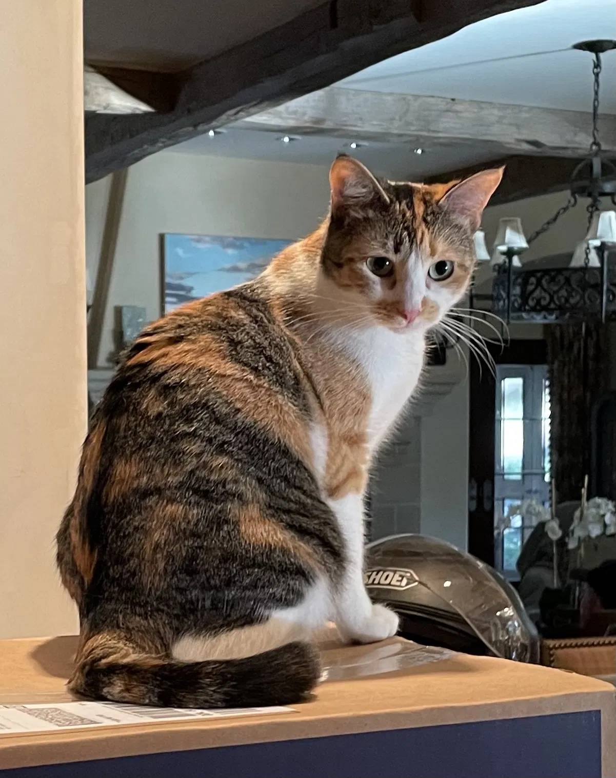 Lost cat in Dallas, TX, 75214