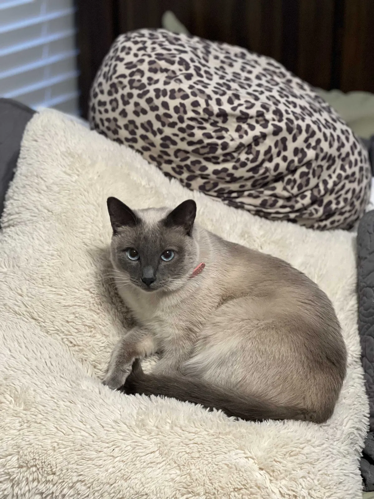 Lost cat in Bloomington, CA, 92316