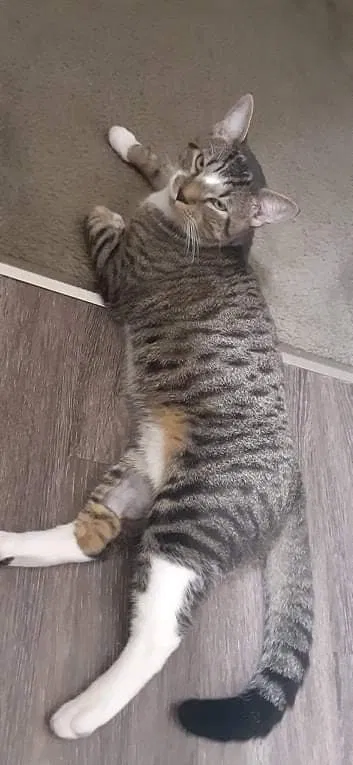 Lost cat in Rosedale, MD, 21237