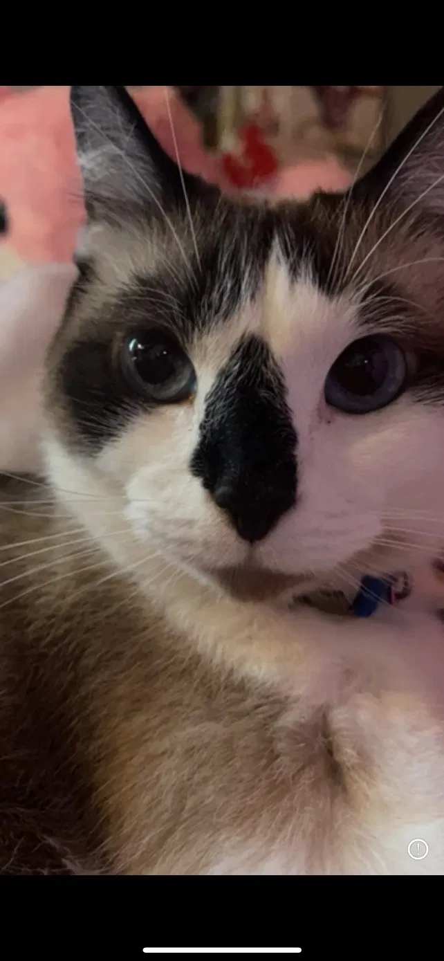 Lost cat in Winston Salem, NC, 27103