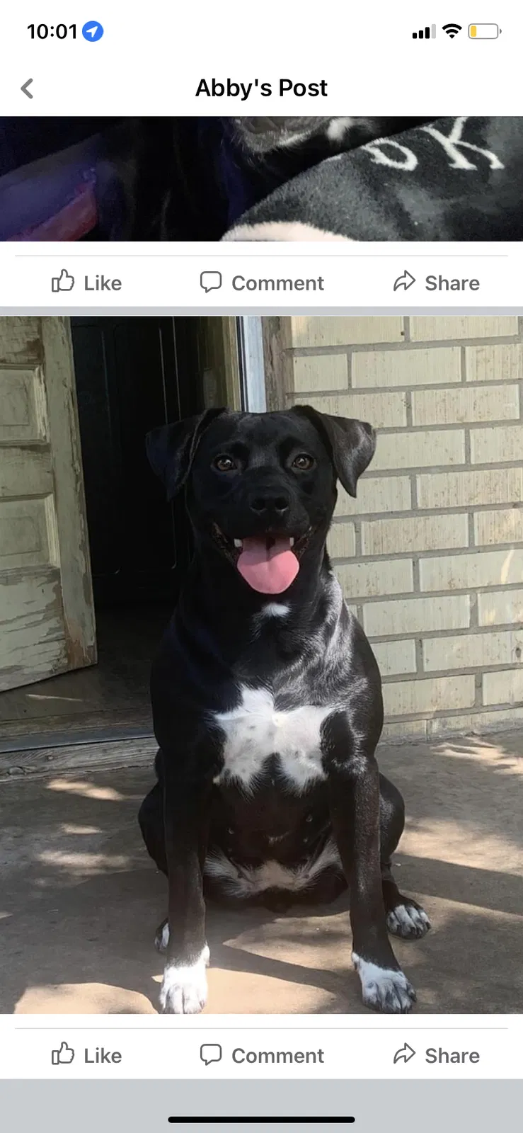 Lost dog in Amarillo, TX, 79109