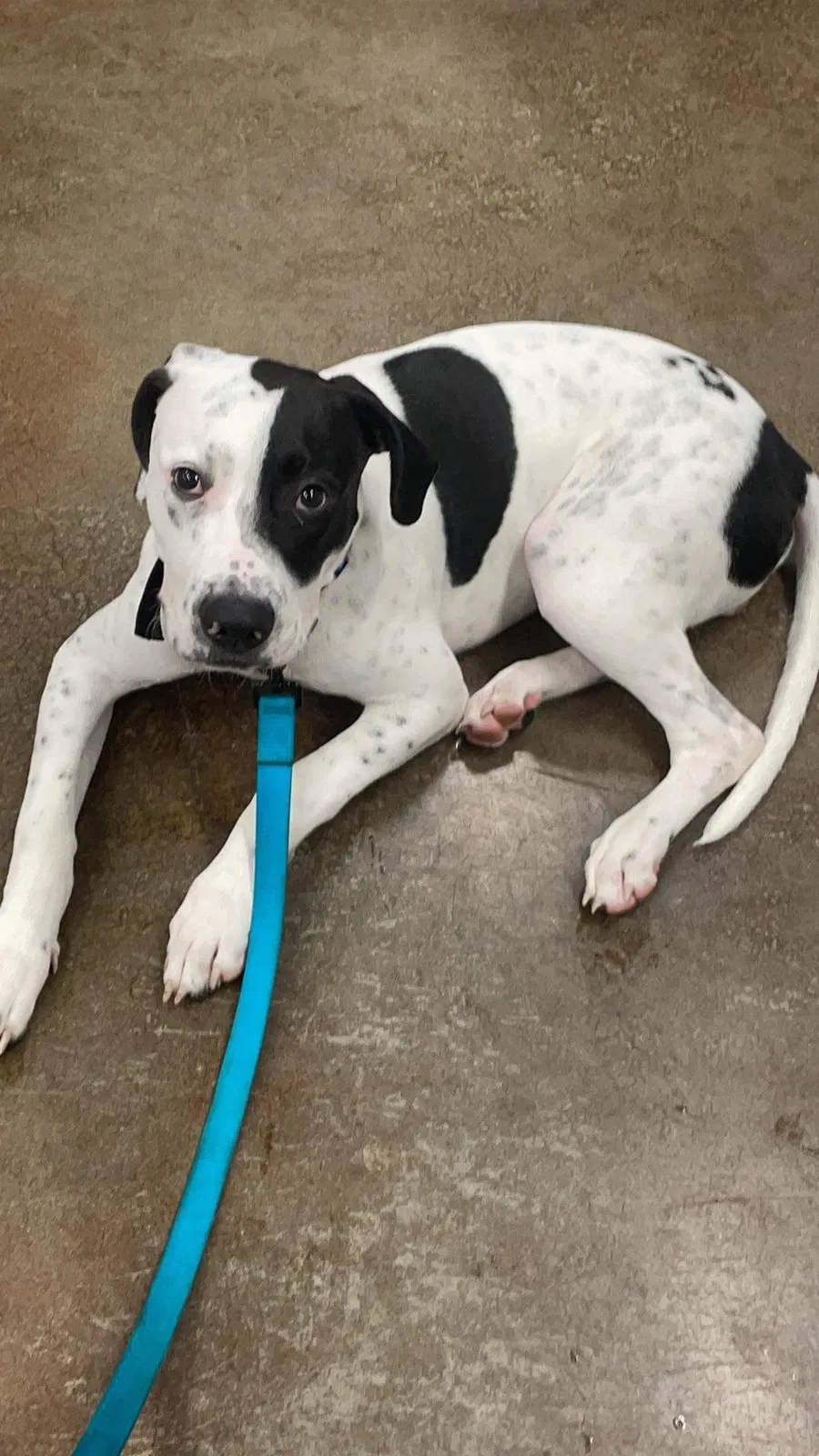 Lost dog in Johnson City, TN, 37601