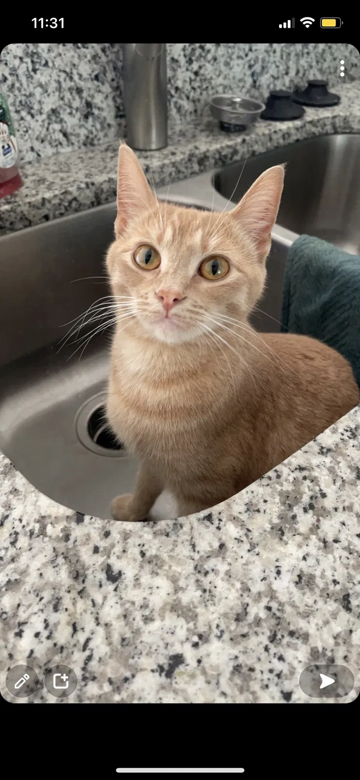 Lost cat in Dallas, NC, 28034