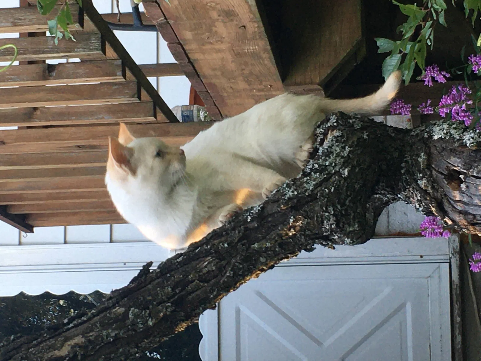 Lost cat in Rockford, MI, 49341