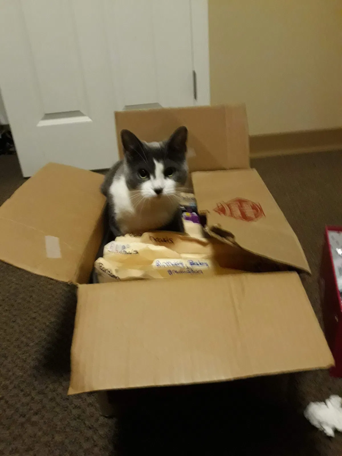 Lost cat in Niagara Falls, NY, 14305