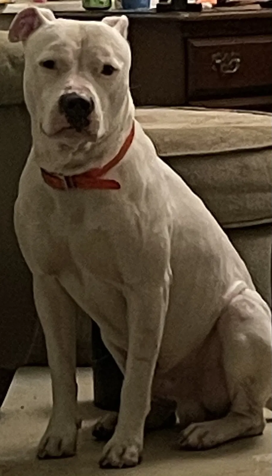 Lost dog in Punta Gorda, FL, 33980