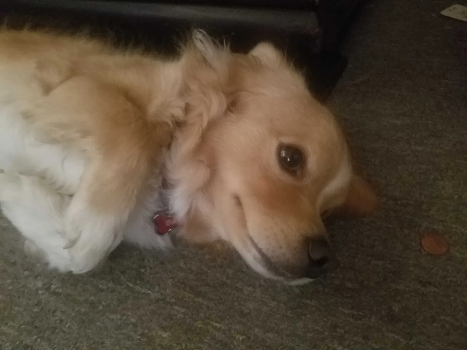 Lost dog in Fort Worth, TX, 76119