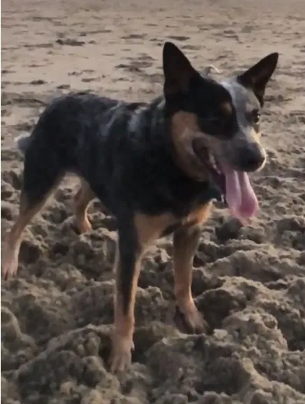 Lost dog in Oakland, CA, 94610