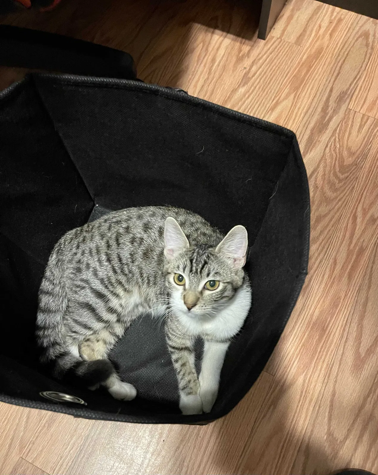 Lost cat in Lathrop, CA, 95330