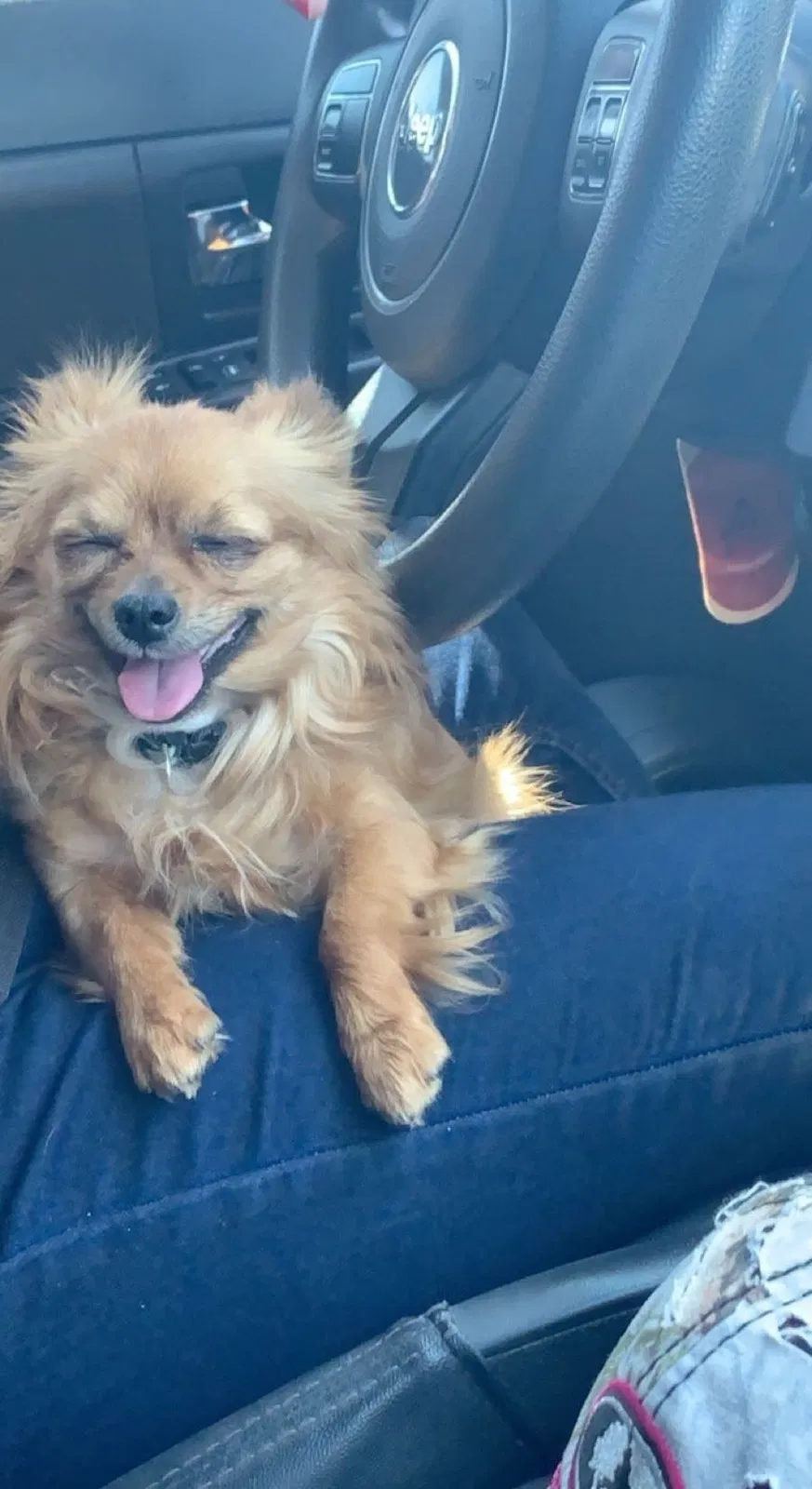 Lost dog in North Las Vegas, NV, 89030