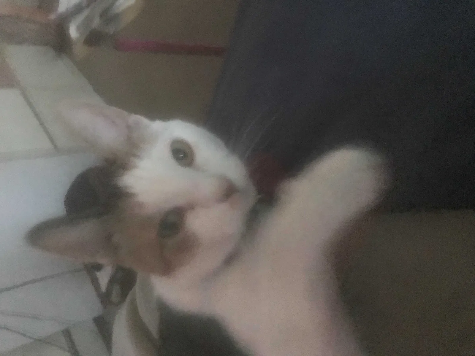 Lost cat in Patchogue, NY, 11772