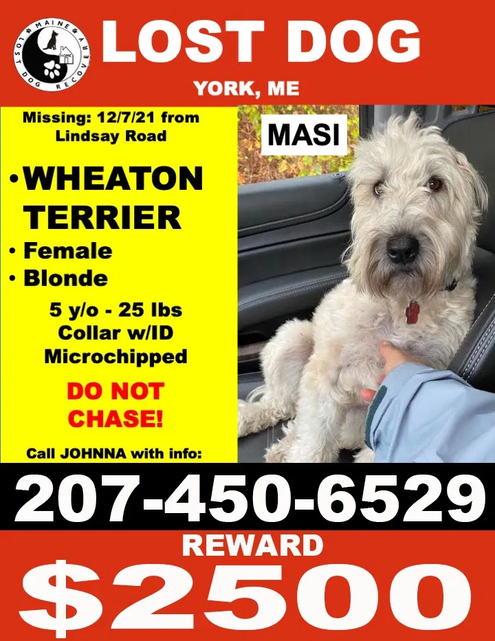 Lost dog in York, ME, 3909