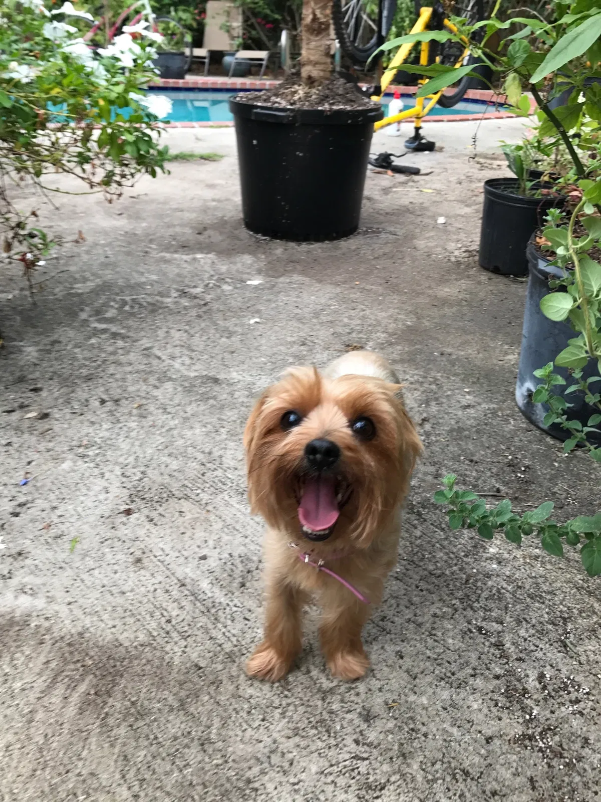 Lost dog in Miami, FL, 33161