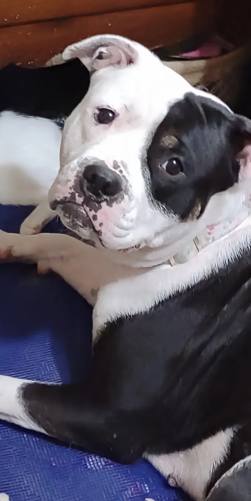Lost dog in Temple, TX, 76501