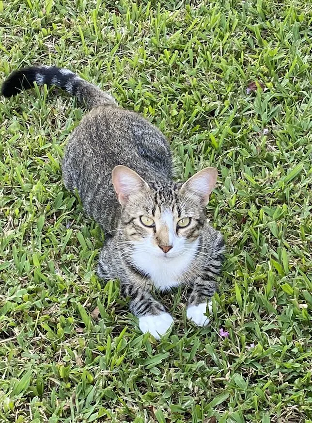 Lost cat in Gretna, LA, 70056