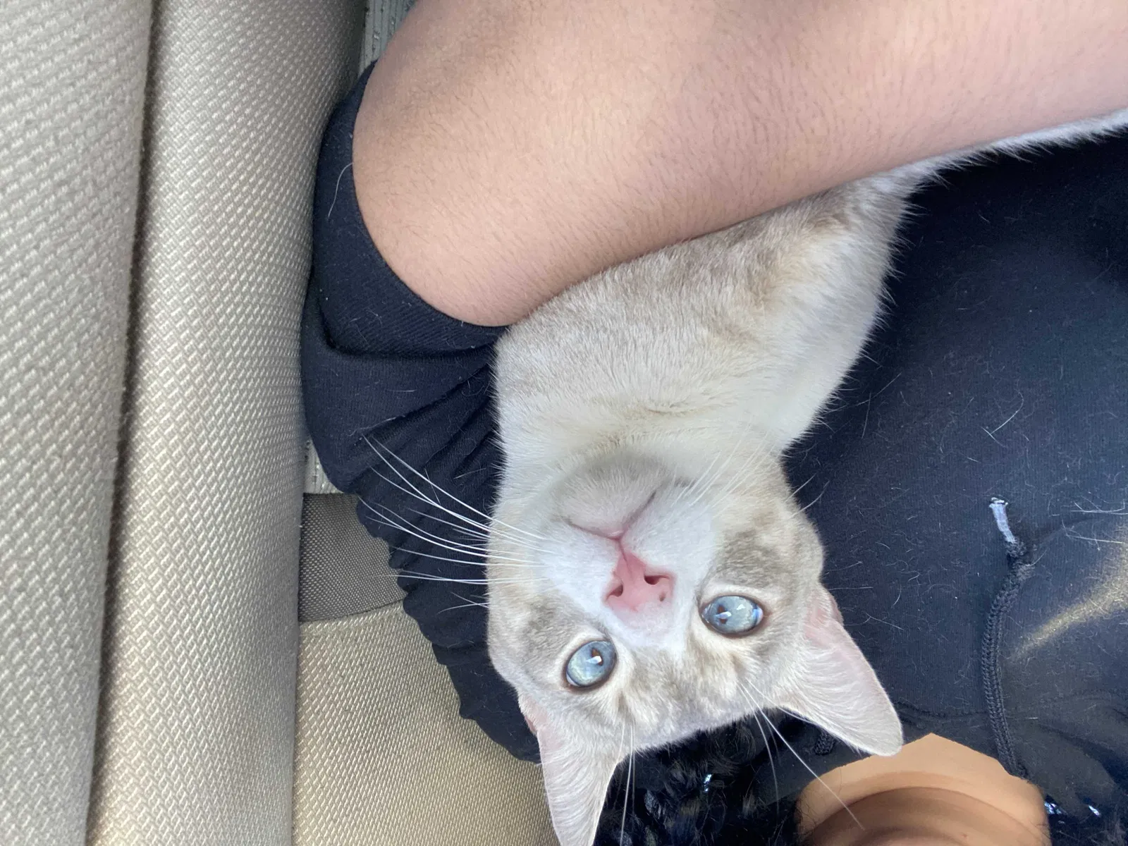 Lost cat in Decatur, AL, 35603