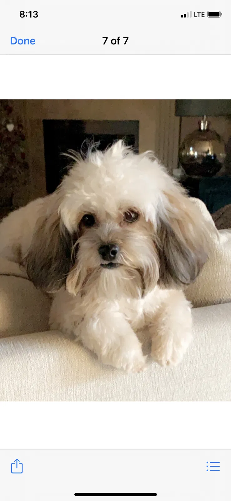 Lost dog in Keller, TX, 76248