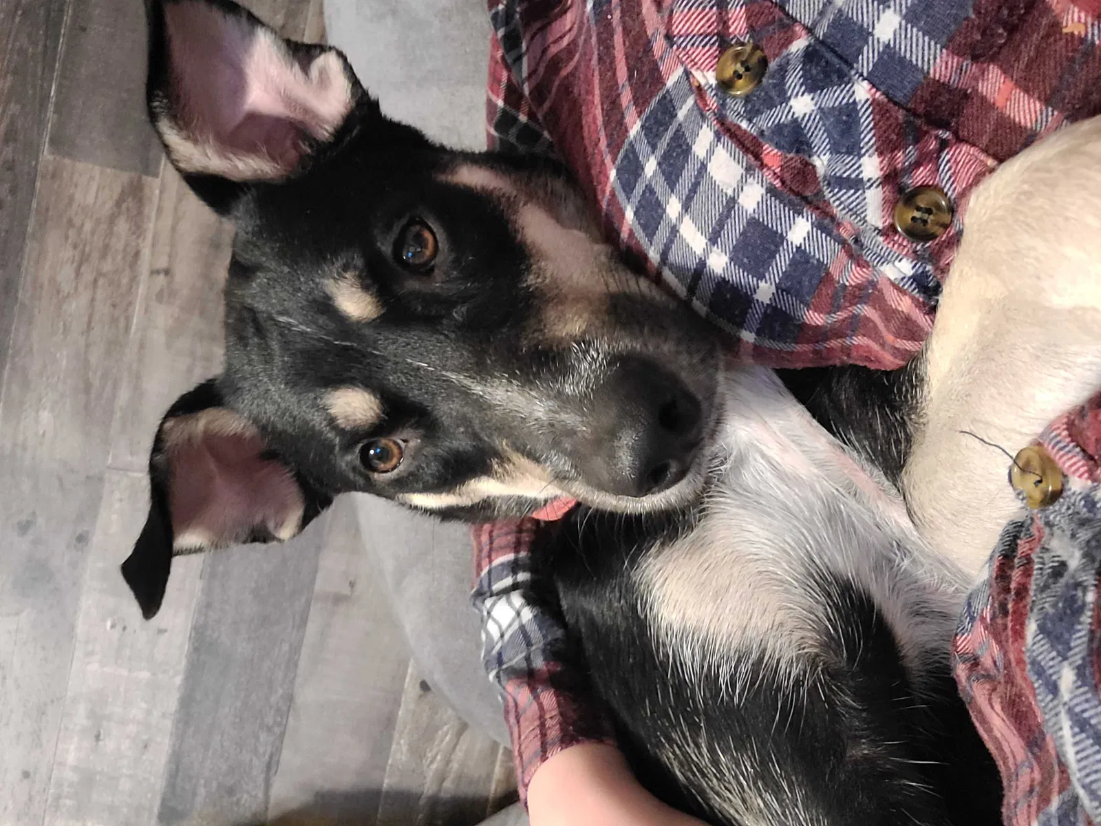 Lost dog in Seagoville, TX, 75159