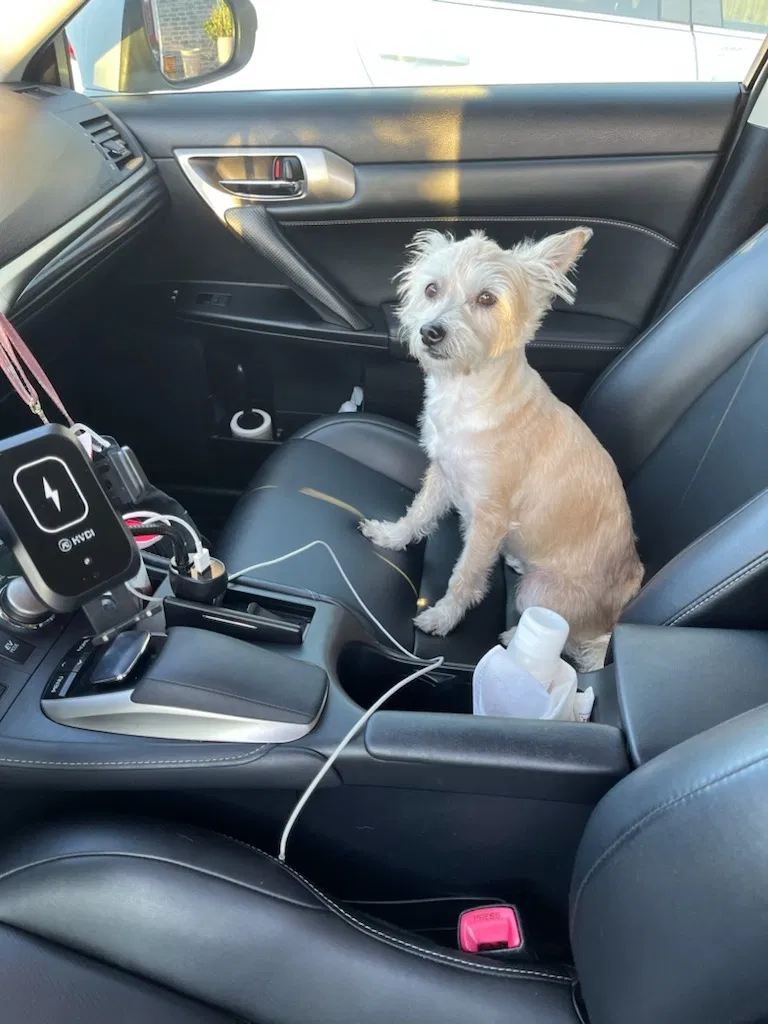 Lost dog in Houston, TX, 77041