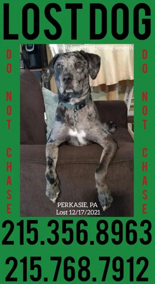 Lost dog in Perkasie, PA, 18944